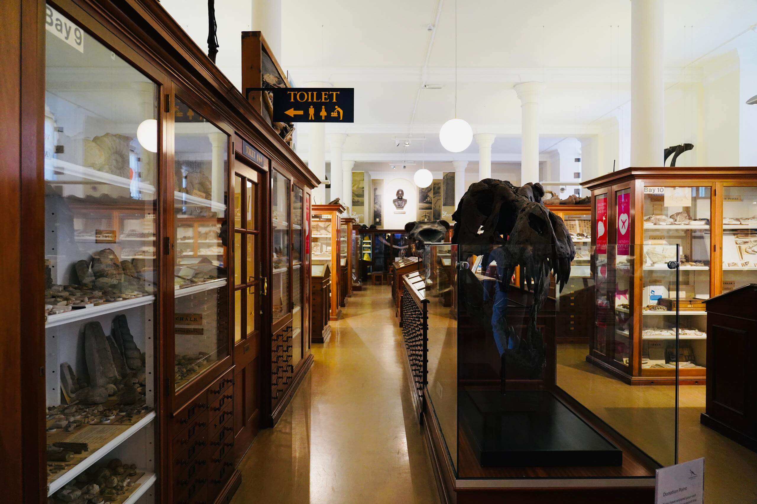 剑桥动物学博物馆拼团讲解